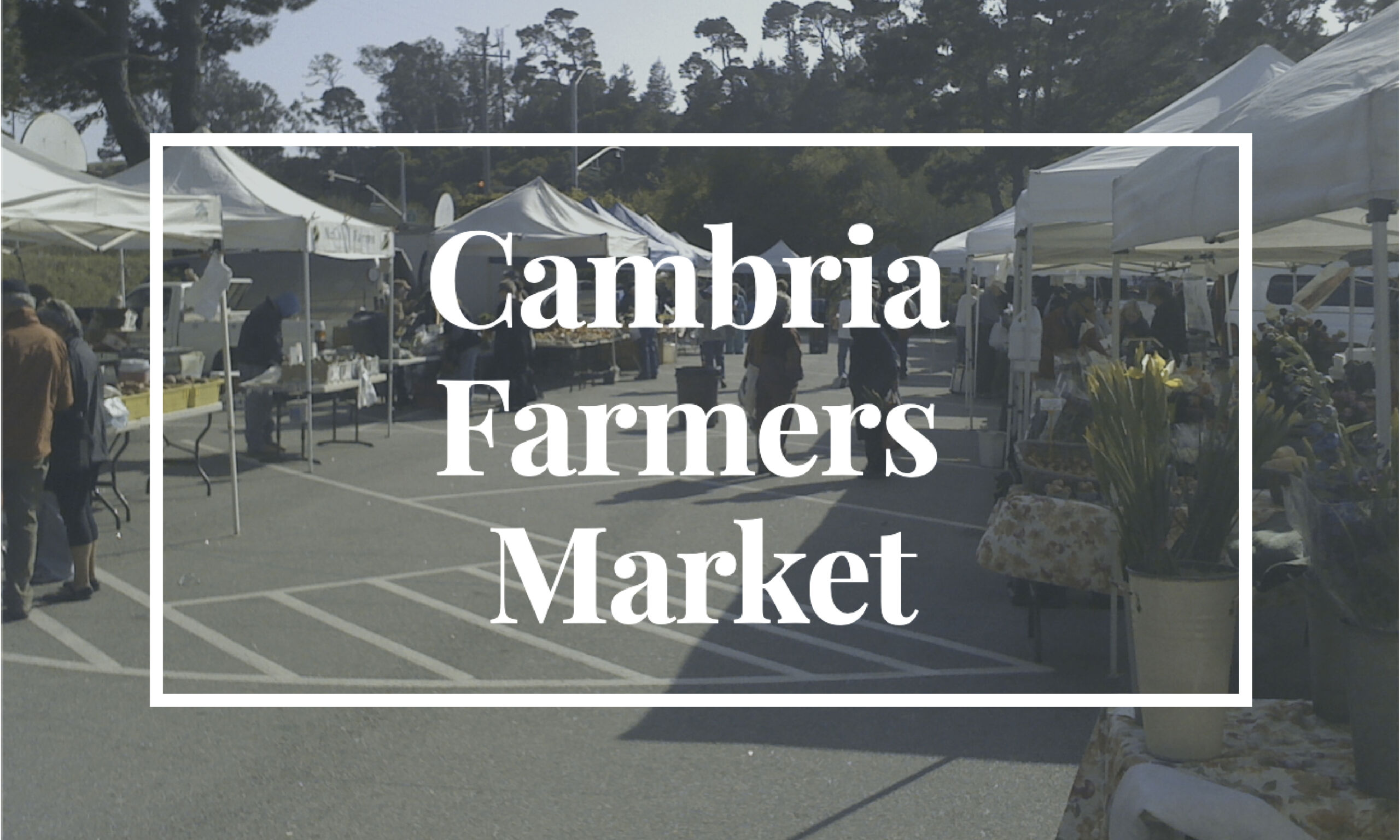 Cambria Farmers Market on Cambria Currents, cambriacurrents.com, #cambriacurrents, @cambriacurrents