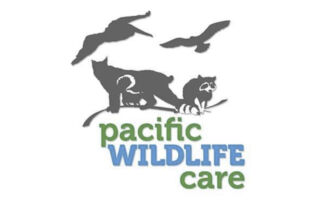 Pacific Wildlife Care on Cambria Currents, cambriacurrents.com, #cambriacurrents, @cambriacurrents