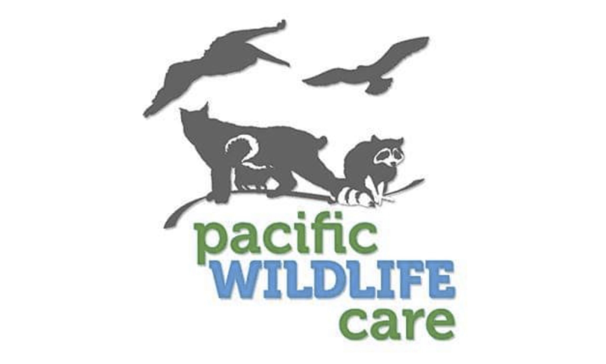 Pacific Wildlife Care on Cambria Currents, cambriacurrents.com, #cambriacurrents, @cambriacurrents